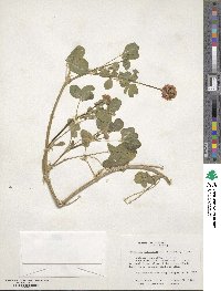 Trifolium fragiferum image