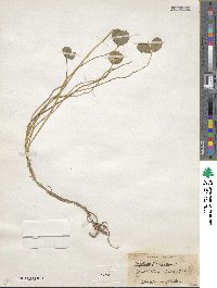 Trifolium fragiferum image