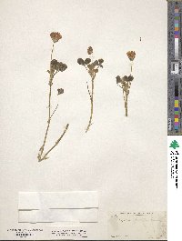 Trifolium fucatum image