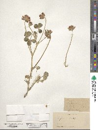 Trifolium fucatum image