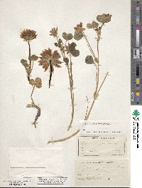 Trifolium fucatum image