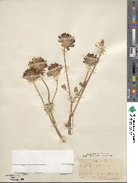 Trifolium fucatum image