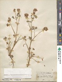 Trifolium fucatum image