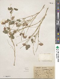 Trifolium fucatum image