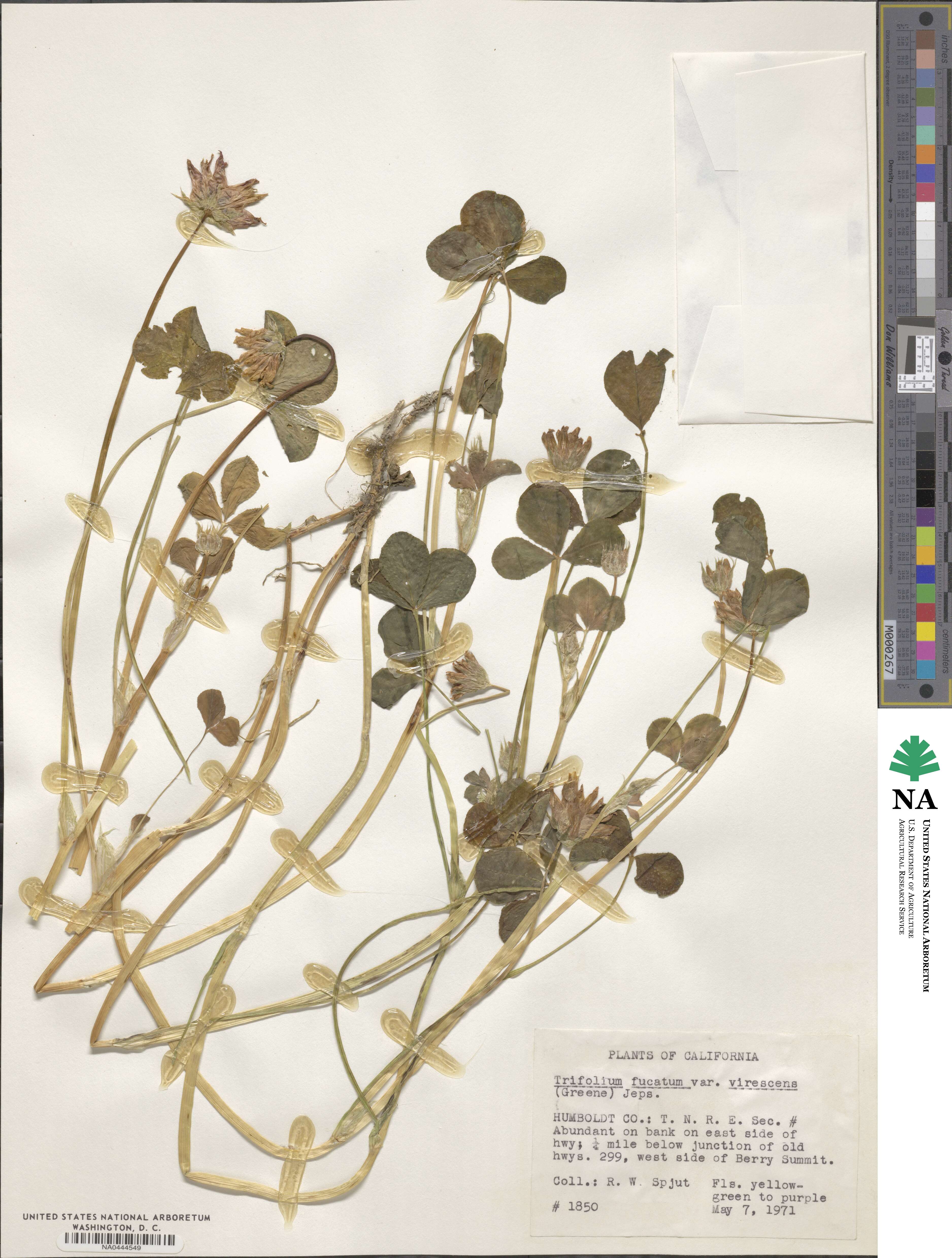 Trifolium fucatum image