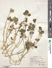 Trifolium fucatum image