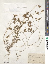 Trifolium gemellum image