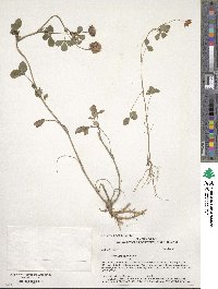 Trifolium hybridum image