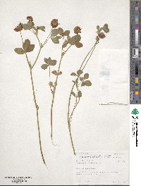 Trifolium hybridum image