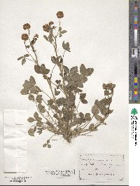 Trifolium hybridum image