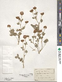 Trifolium hybridum image