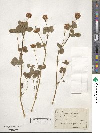 Trifolium hybridum image