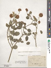 Trifolium hybridum image