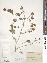 Trifolium hybridum image