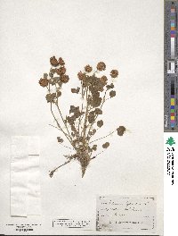 Trifolium hybridum image