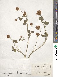 Trifolium hybridum image