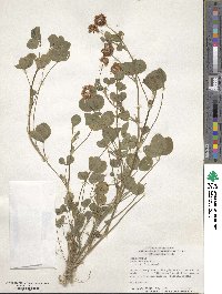 Trifolium hybridum image