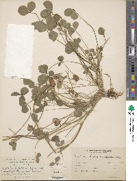 Trifolium hybridum image