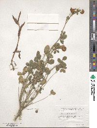 Trifolium hybridum image