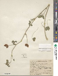 Trifolium hybridum image