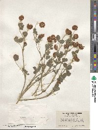 Trifolium hybridum image