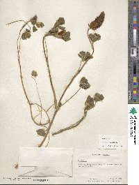 Trifolium incarnatum image