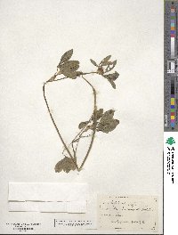 Trifolium incarnatum image