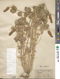 Trifolium incarnatum image