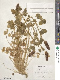 Trifolium incarnatum image