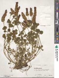 Trifolium incarnatum image