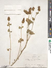 Trifolium incarnatum image