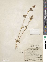 Trifolium incarnatum image