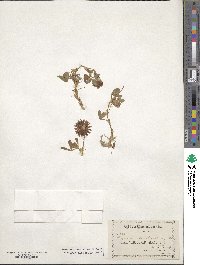 Trifolium involucratum image