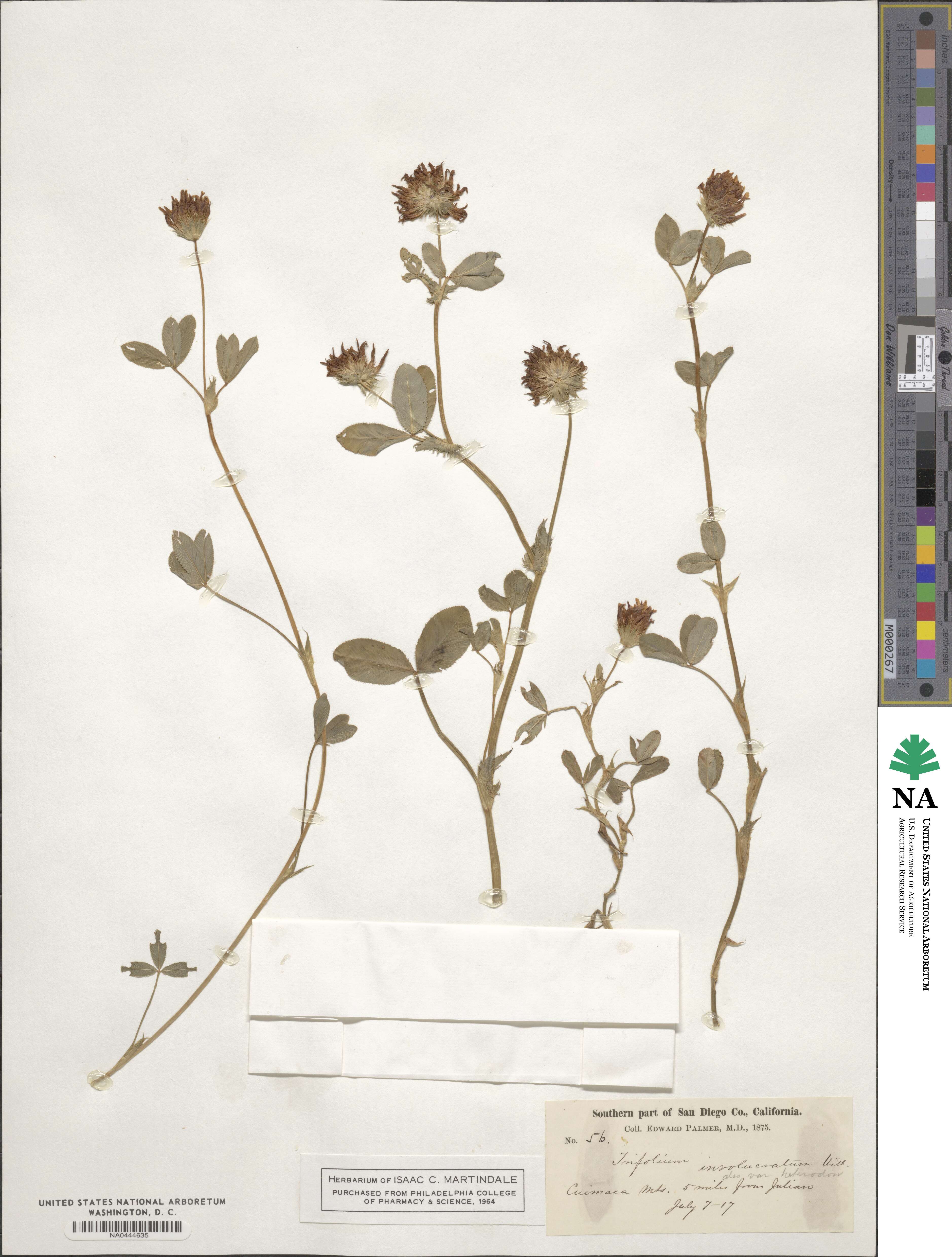 Trifolium involucratum image