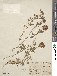 Trifolium involucratum image