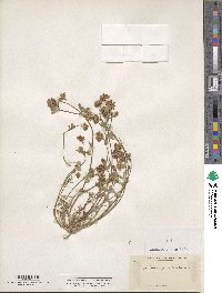 Trifolium gracilentum image