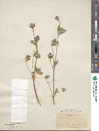 Trifolium gracilentum image