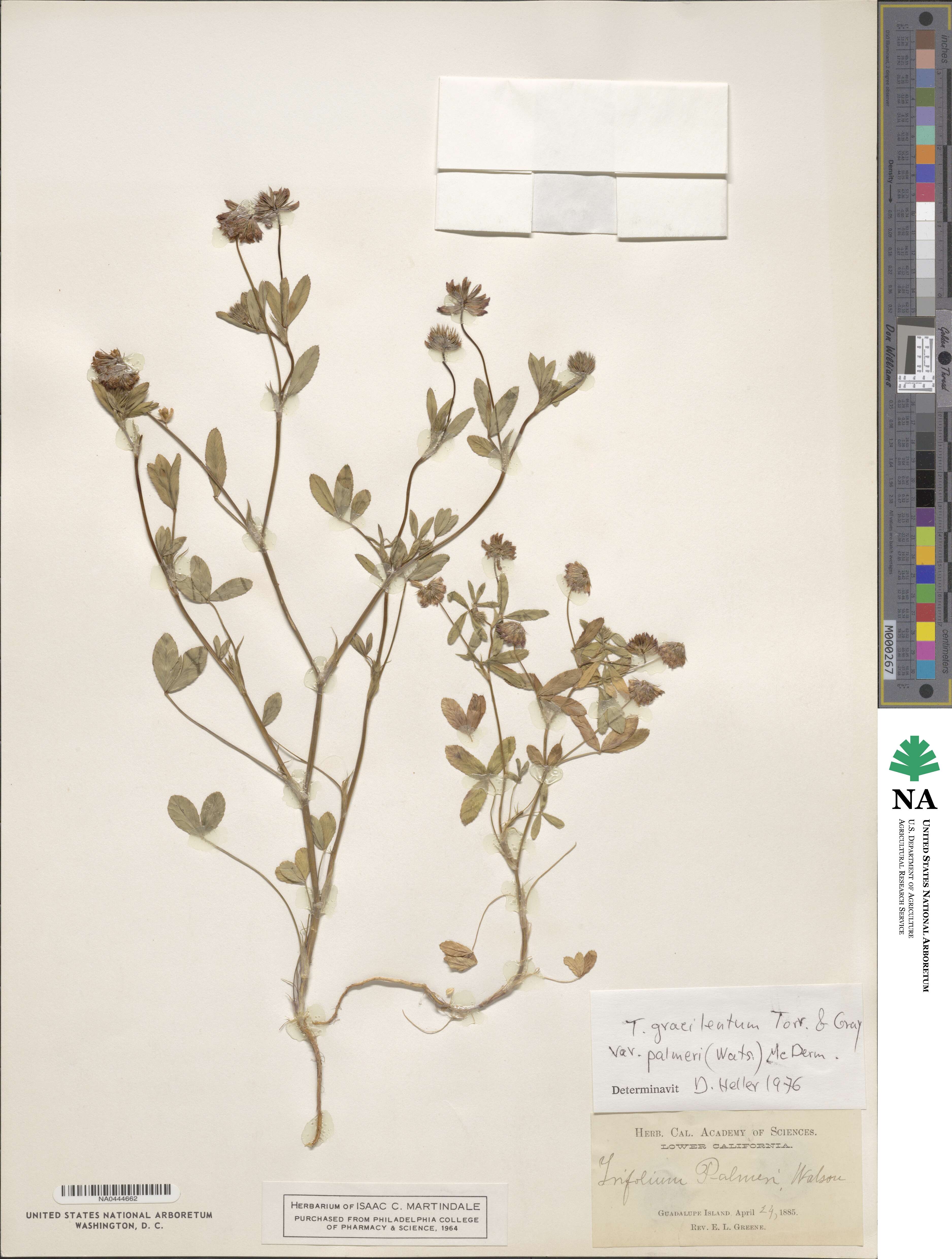 Trifolium palmeri image