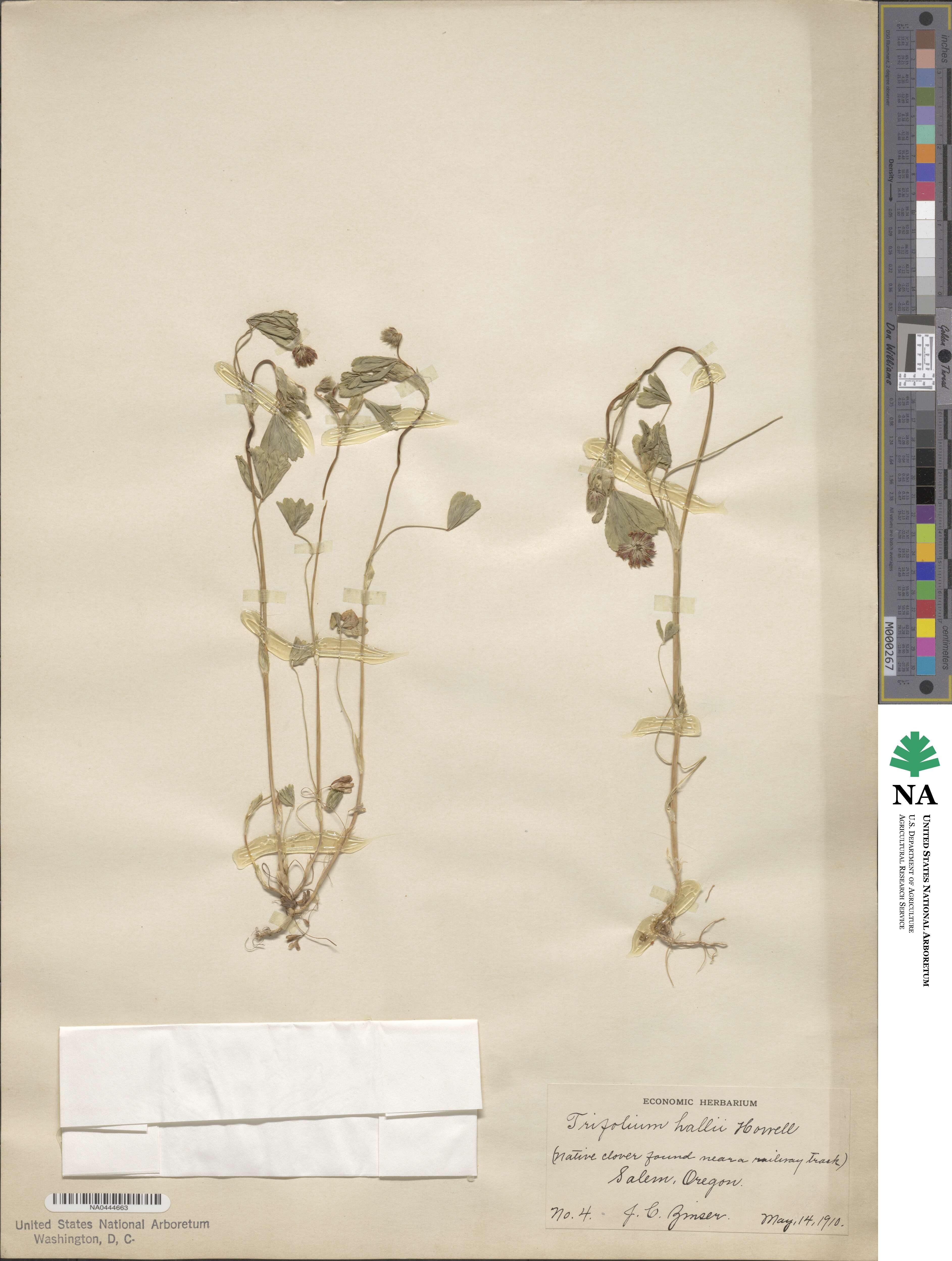 Trifolium bifidum image