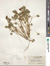 Trifolium hirtum image