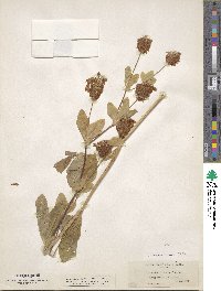 Trifolium howellii image