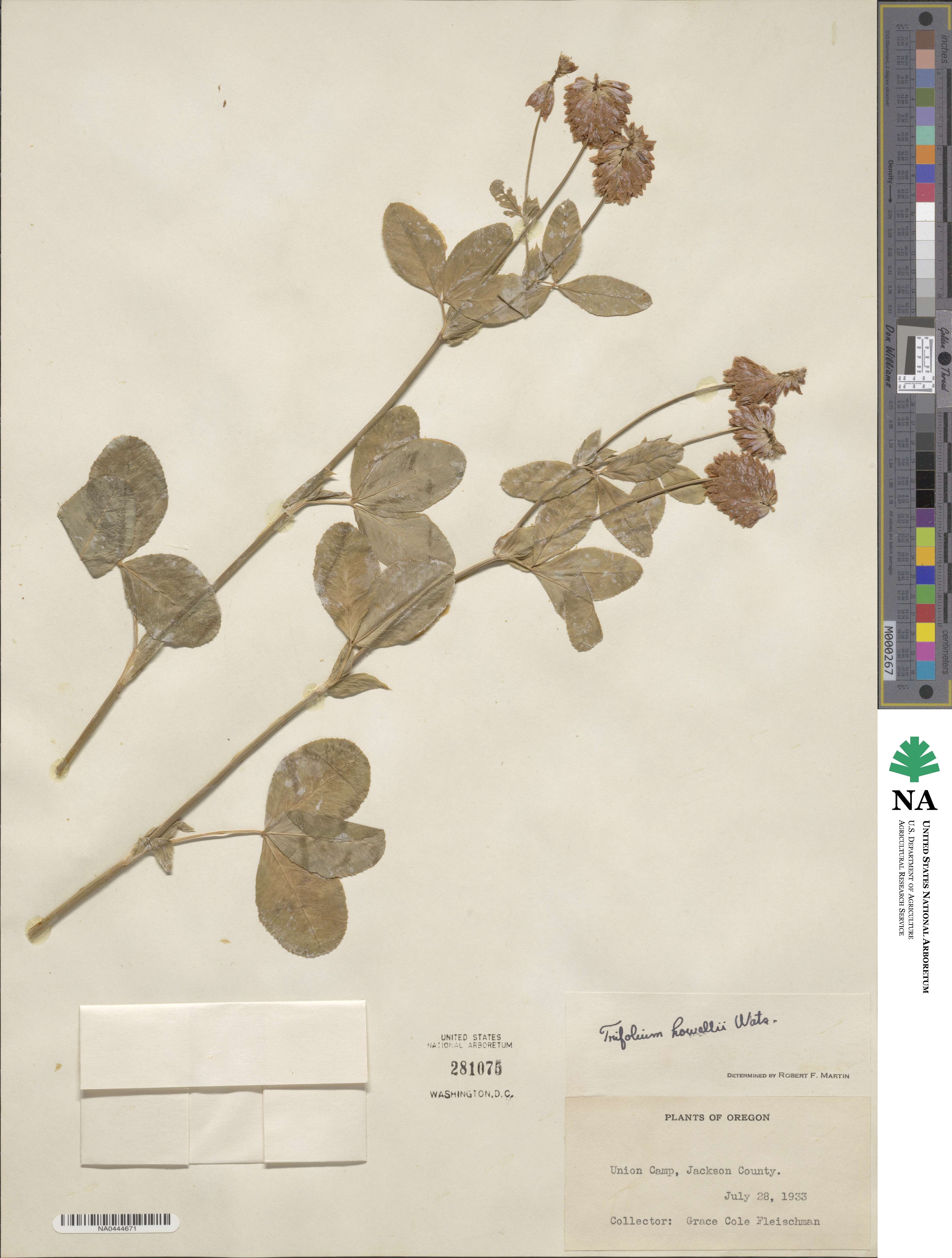 Trifolium howellii image