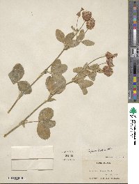 Trifolium howellii image