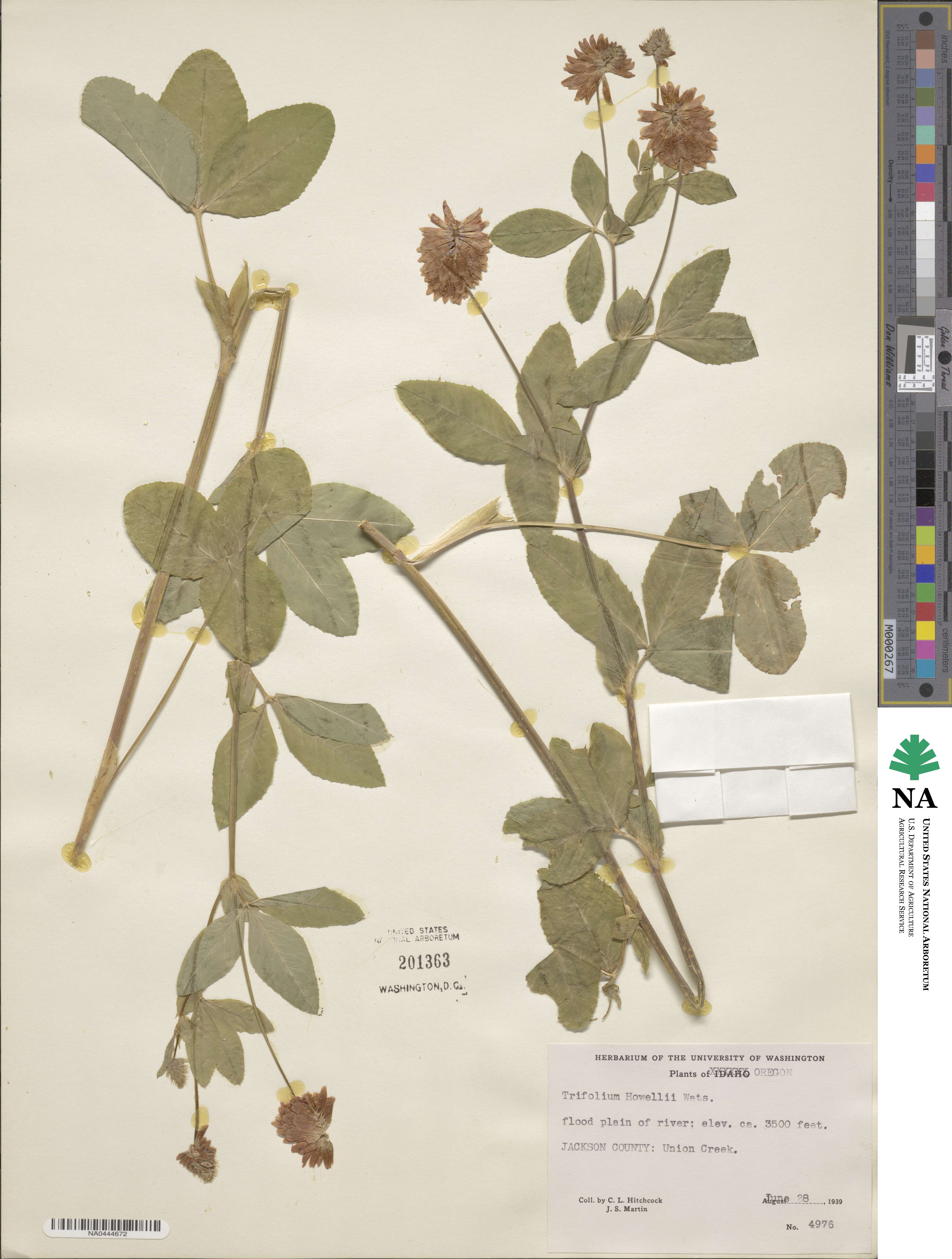 Trifolium howellii image