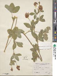 Trifolium howellii image