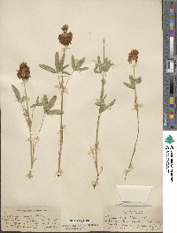 Trifolium kingii image