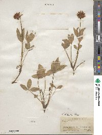 Trifolium kingii image