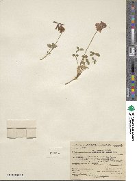 Trifolium kingii image