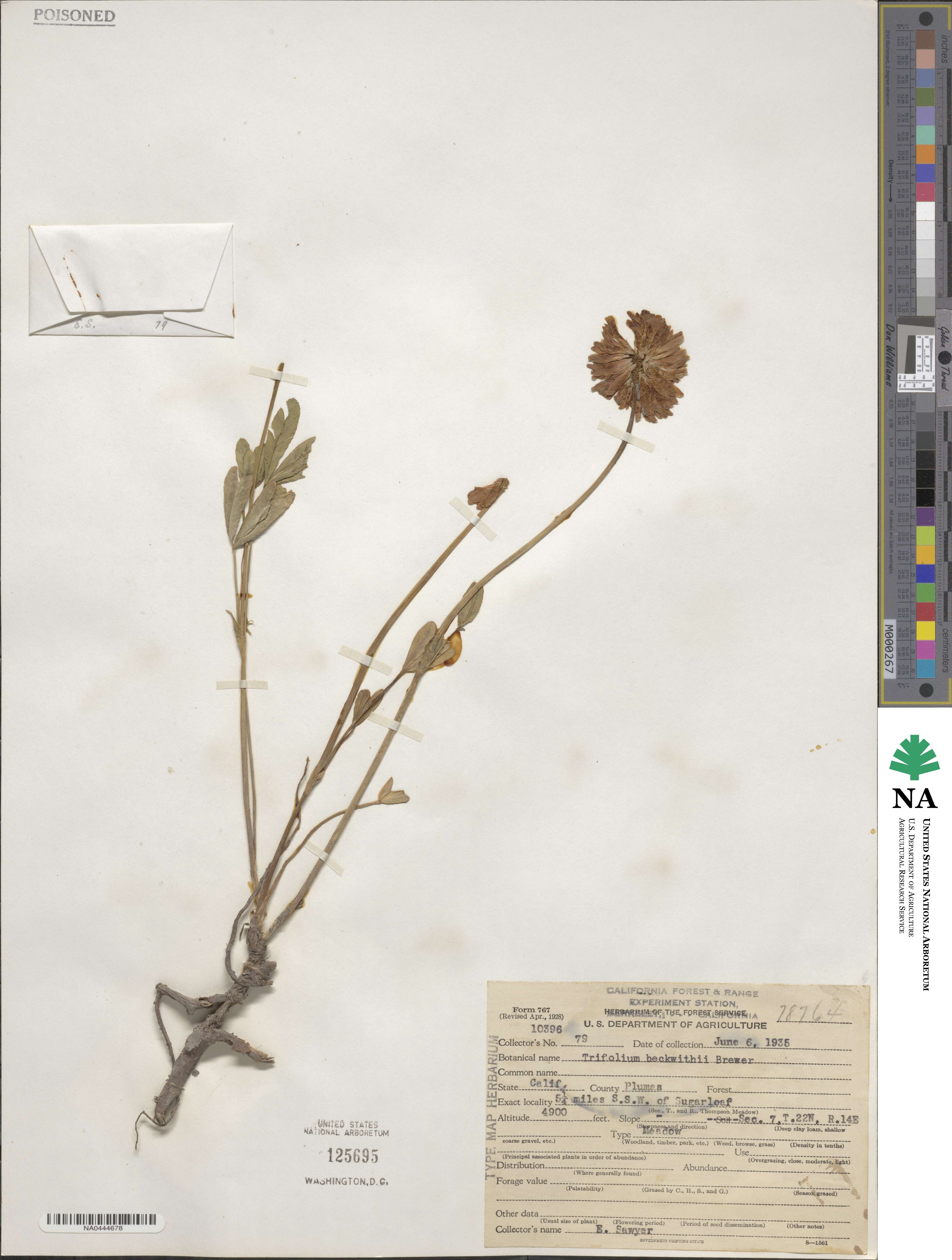 Trifolium kingii image