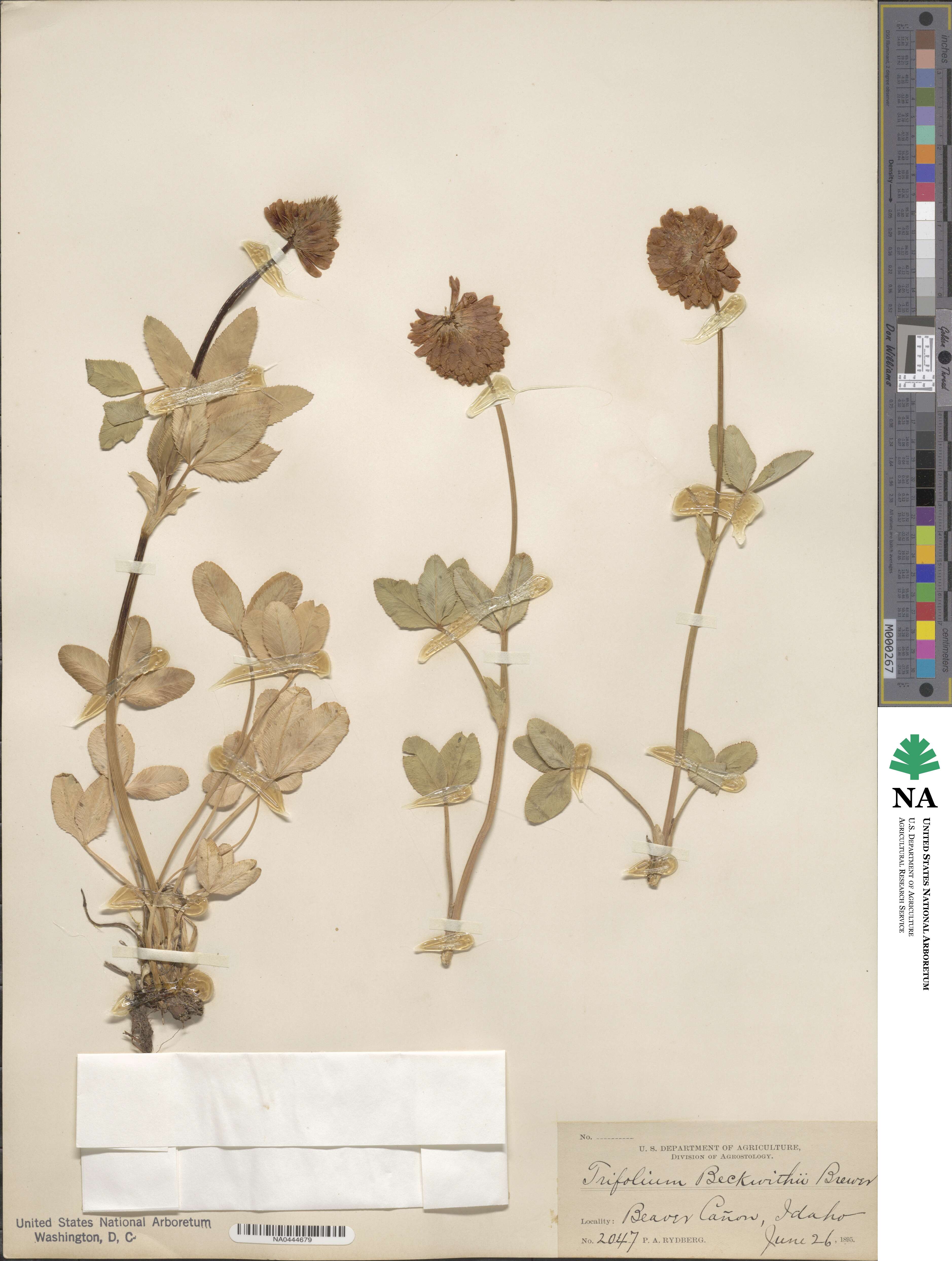 Trifolium kingii image